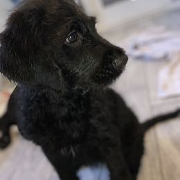 Labradoodle Puppies from Jazzy Doodles