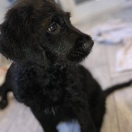 Labradoodle Puppies from Jazzy Doodles