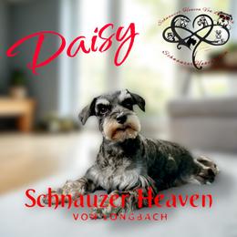 Daisy - Miniature Schnauzer