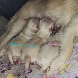 Cannoli - Cream and white male Chihuahua puppy in Jacksonville, Florida from Precious Paws of Florida - Chihuahuas