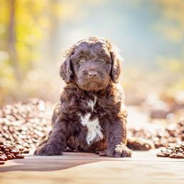 Aussiedoodle Puppies from Dani's Dandy Doodles