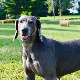 Ellie - Weimaraner