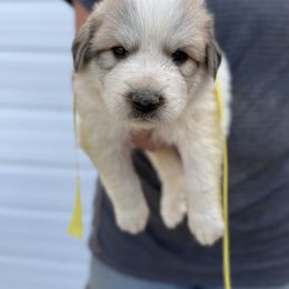 Mr Yellow - White and badger male Great Pyrenees puppy in Idaho from Portneuf Range Pyrenees