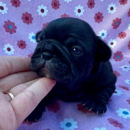 Winifred - Brindle and white female French Bulldog puppy in Greenfield, Missouri from Hope Mountain French Bulldogs