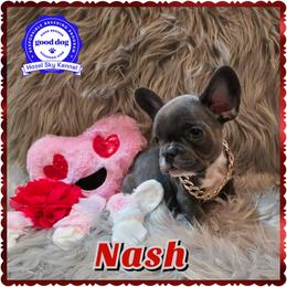 Nash - Blue male French Bulldog puppy in Griffin, Georgia from Hazel Sky Kennel
