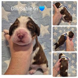 Dill - Red and white male English Springer Spaniel puppy in Freeland, Michigan from McNally's Springer Spaniels