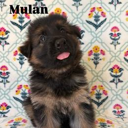 Sarsaparilla - Black and red female German Shepherd puppy in Coplay, Pennsylvania from By My Side Germans Shepherds & Dobermans