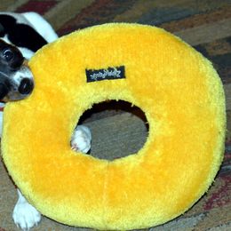 Rat Terrier Puppies from RaganRat Terriers
