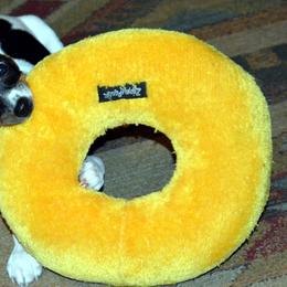 Rat Terrier Puppies from RaganRat Terriers