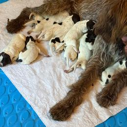 Surge - Brown and gray male Wirehaired Pointing Griffon puppy in Shelbyville, Texas from AndersonK9Kennels Bayou Beards