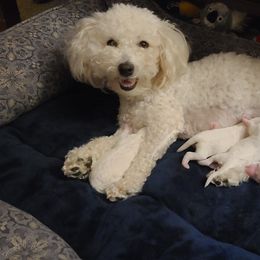 Bichon Frise Puppies from Sue's Bichon Babies