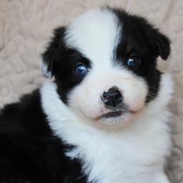 Taki - Black tri-color female Australian Shepherd puppy in Laurel, Mississippi from Reeves Australian Shepherds