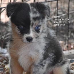 Rune - Blue merle male Miniature Australian Shepherd puppy in Patterson, North Carolina from DreamLine Aussies