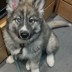 Native American Indian Dog Puppies from Turtle Island NAIDs