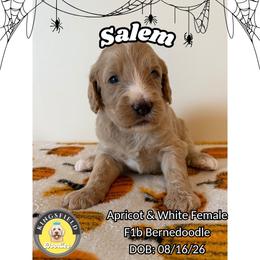 Salem - Red female Bernedoodle puppy in High Point, North Carolina from Kingsfield Doodles