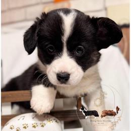 Iris - Black and white female Cardigan Welsh Corgi puppy in Casper, Wyoming from Flying Note Shorties