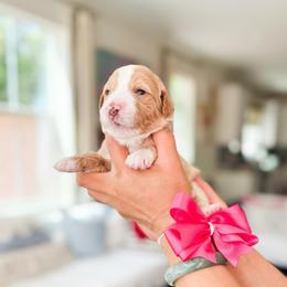 Bonnie-Pokémon Character - Brown and white female Bernedoodle puppy in Ontario, California from Teddy Doodles & Standard Poodles