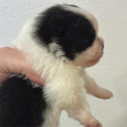 Atlas - Black parti male Pomeranian puppy in Palatka, Florida from Sugarland Pomeranians
