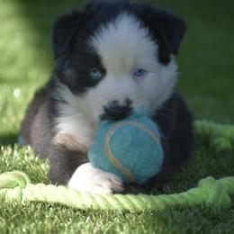 Nick - Black tri-color male Australian Shepherd puppy in Oak Hill, Florida from Swingin T Ranch LLC