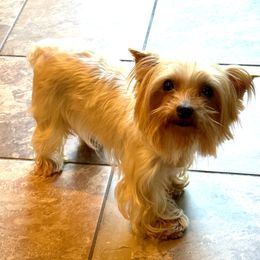 Sadie - Yorkshire Terrier