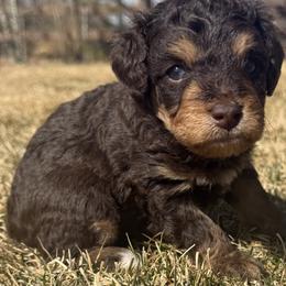 Bear - Phantom male Bernedoodle puppy in Larimer County, Colorado from Puppy Love Doodles