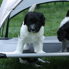 Schapendoes Puppies from Dream Star Schapendoes
