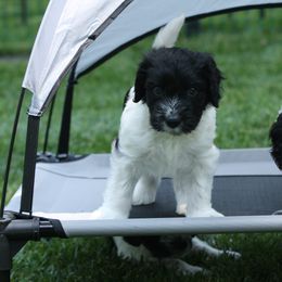 Schapendoes Puppies from Dream Star Schapendoes