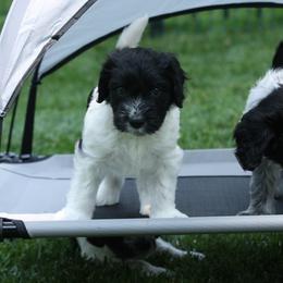 Schapendoes Puppies from Dream Star Schapendoes