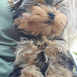 Yorkshire Terrier Puppies from Redwood Puppies