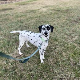 Dalmatian Puppies from Hallmark Dalmatians;