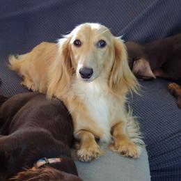 Emmy - Dachshund