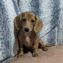 4 Mowgli - Cream male Dachshund puppy in Central Point, Oregon from MRS Long Dog Ranch