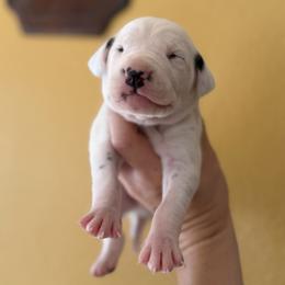 Male 4 - White and black male Dalmatian puppy in Lake Mathews, California from Bully Market