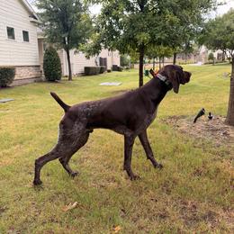 Beaux - Liver roan male German Shorthaired Pointer puppy in Jackson, Georgia from Rosengrace Gsps (formerly Tiner GSP’s)