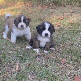 Saint Bernard Puppies from Magnolia Saint Bernards