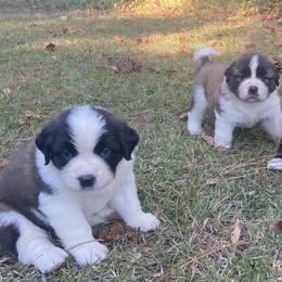Saint Bernard Puppies from Magnolia Saint Bernards