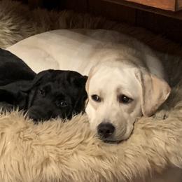 Labrador Retriever Puppies from Findaway Labradors