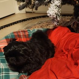 Pekingese Puppies from Heather's Pekingese