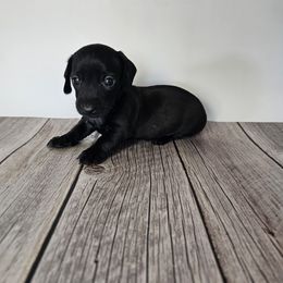 Gio - Black male Dachshund puppy in Florence, Arizona from Doxie Town Az