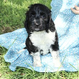 Bernedoodle, Poodle, and Springerdoodle Puppies from Trahan Farms