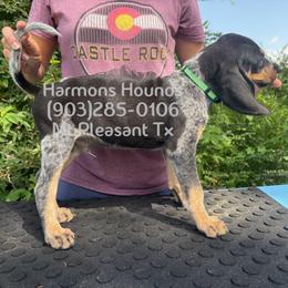 Gunner - Blue ticked and tan male Bluetick Coonhound puppy in Mount Pleasant, Texas from Harmons Hounds