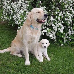 Golden Retrievers from Deborah Hughes' Goldens