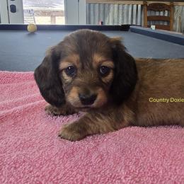 Dark shaded cream - Cream female Dachshund puppy in Cedar City, Utah from Country Doxies