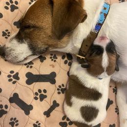 Golden Retriever and Jack Russell Terrier Puppies from Shelby Burleson's Golden Retrievers and Jack Russell Terriers