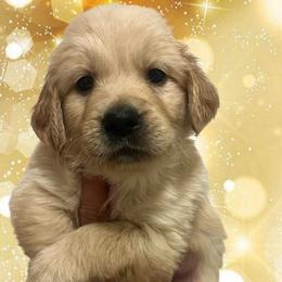 Silver female - Golden female Golden Retriever puppy in Jesup, Georgia from Painted Platinum Retrievers (Painted Platinum Kennel) PPK