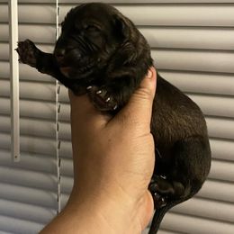 Boy 3 - Sable male German Shepherd puppy in Pahrump, Nevada from Wachhund Kennels