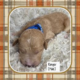 Ranger - Apricot male Goldendoodle puppy in Richmond, Virginia from Highland Grove Doodles, LLC