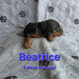Beatrice - Black female Labradoodle puppy in Genoa City, Wisconsin from Sakura Pups
