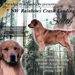 Sully - Golden Retriever