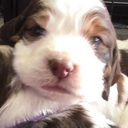 Fabio -Liver Tipped Sable - Liver white and tan male English Springer Spaniel puppy in Waynesburg, Ohio from Rebels Ridgeview Acres